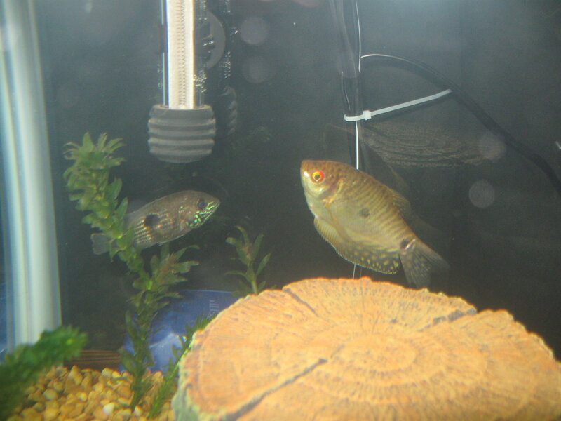 two fish in a tank