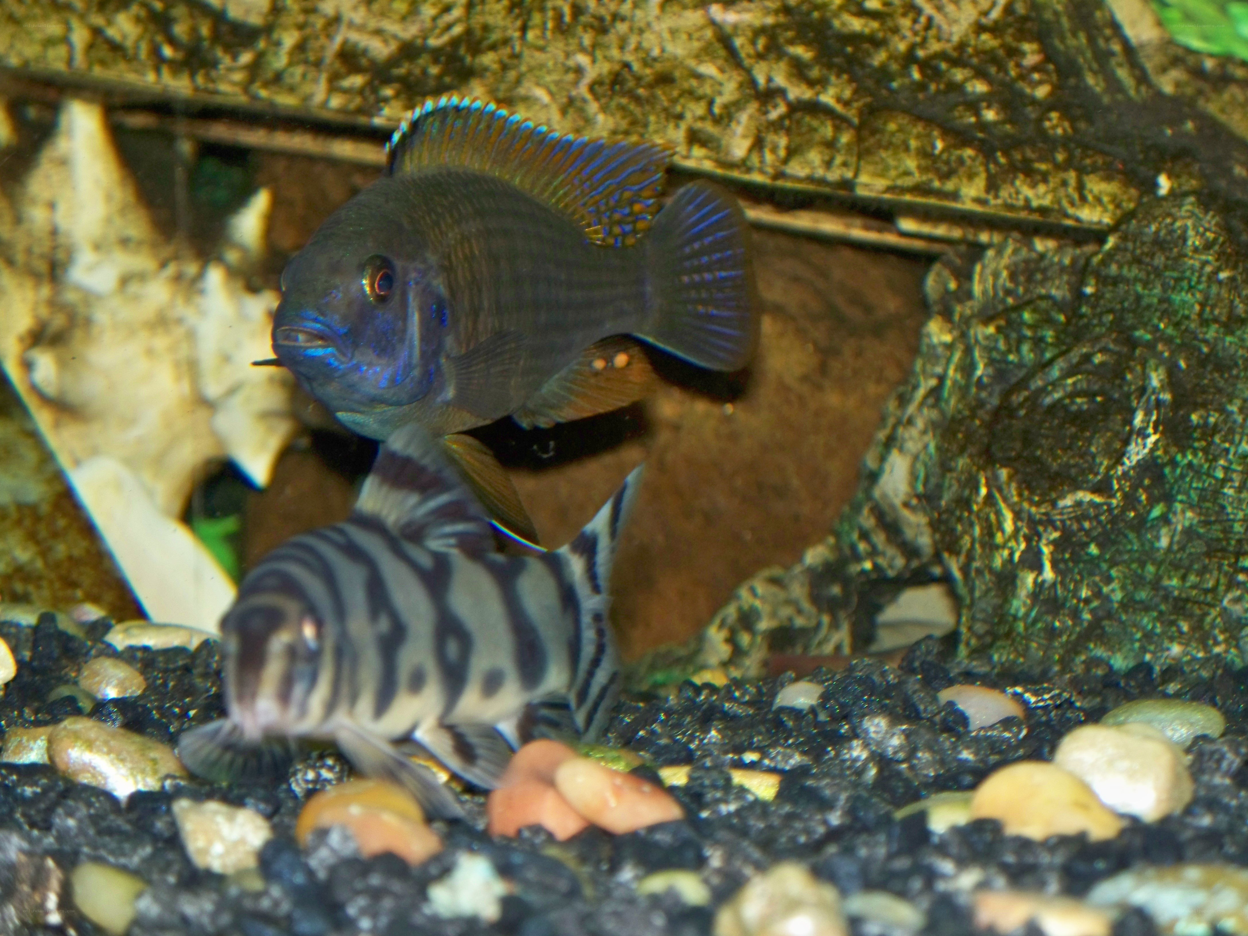 Two fish in an aquarium