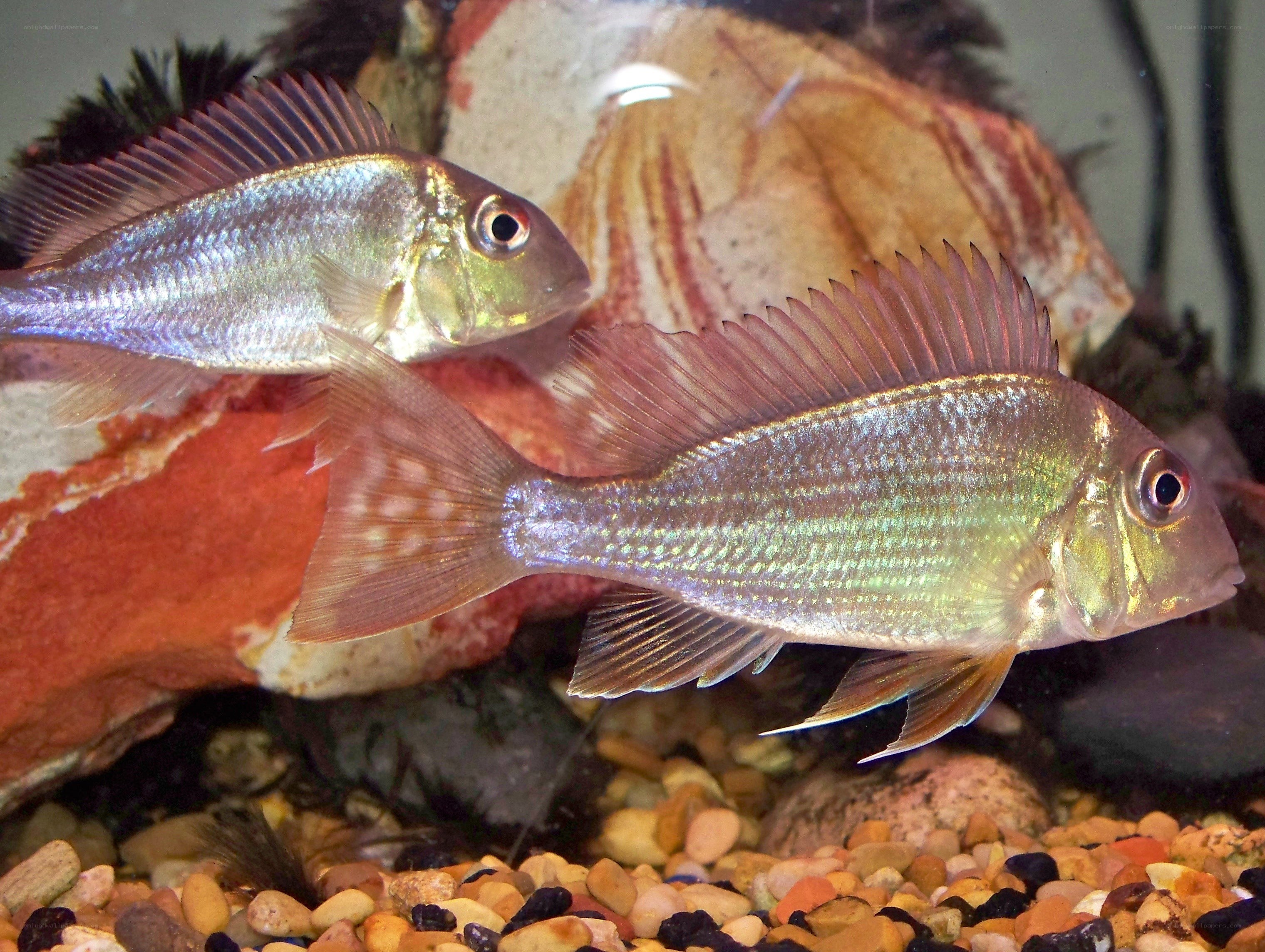 Two fish in an aquarium