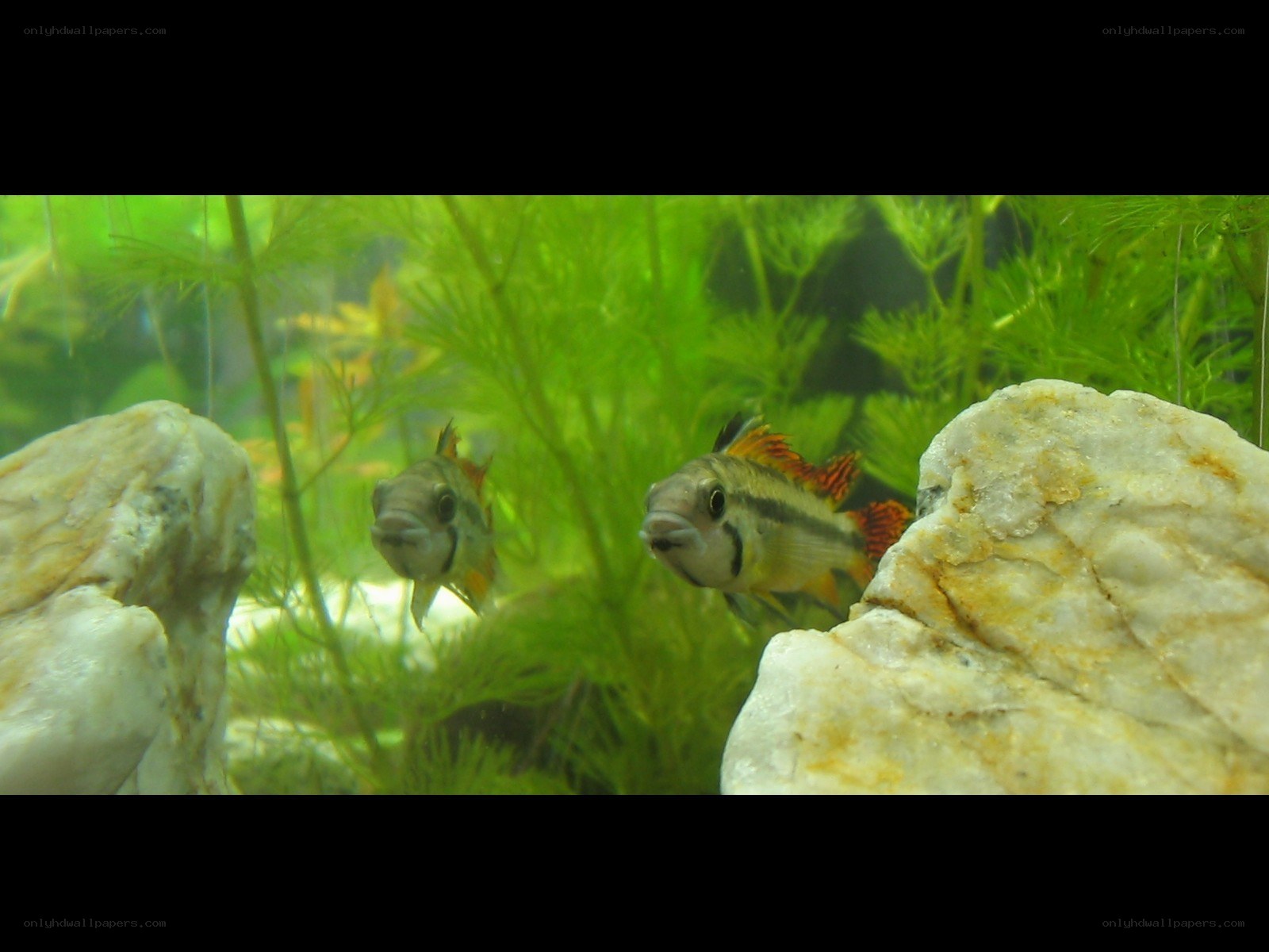 Two fish in an aquarium