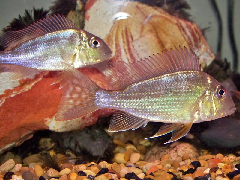 Two Fish in Aquarium — Silver