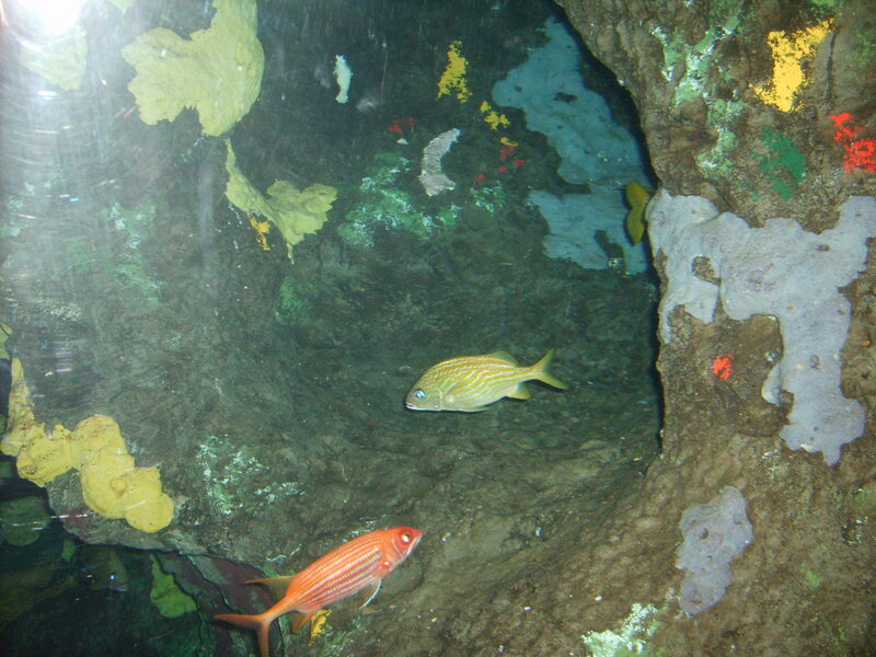 Two Fish in Aquarium