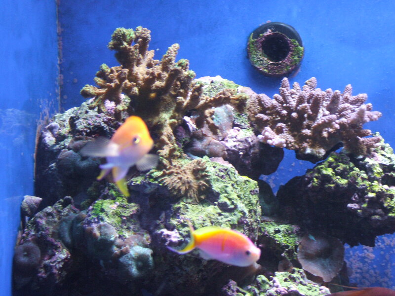 Two Fish in Coral Tank
