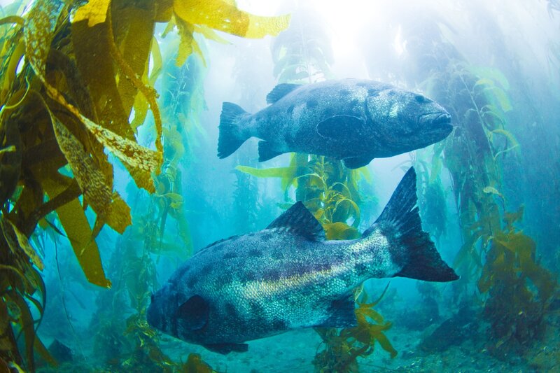 Two Fish in Kelp Forest