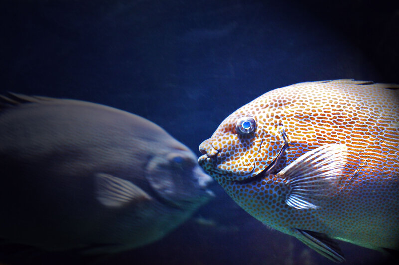 Two Fish in Water
