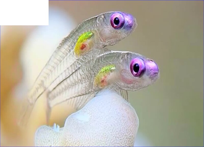Two Fish Larvae