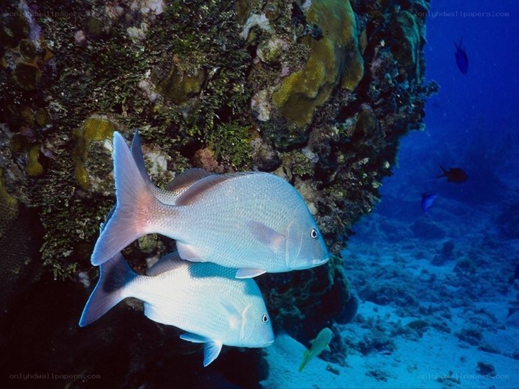 Two fish near a coral reef