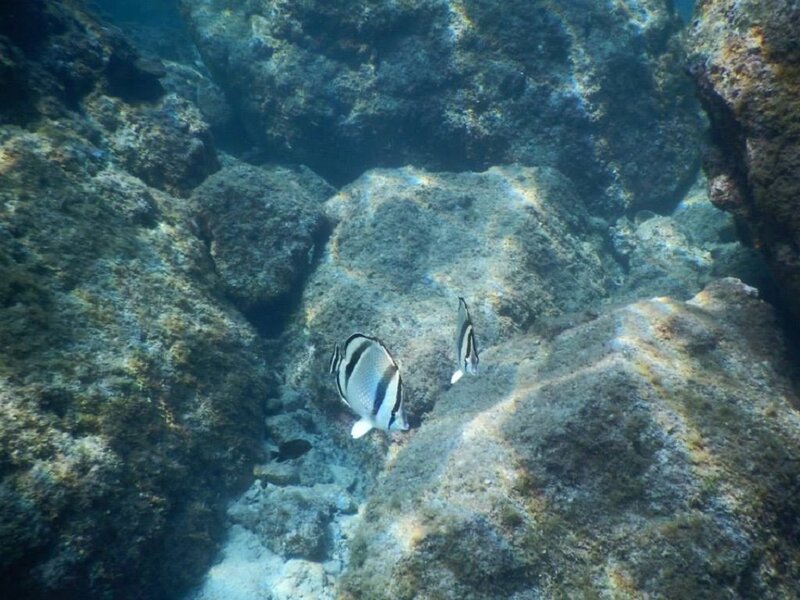 Two Fish Near Rocks
