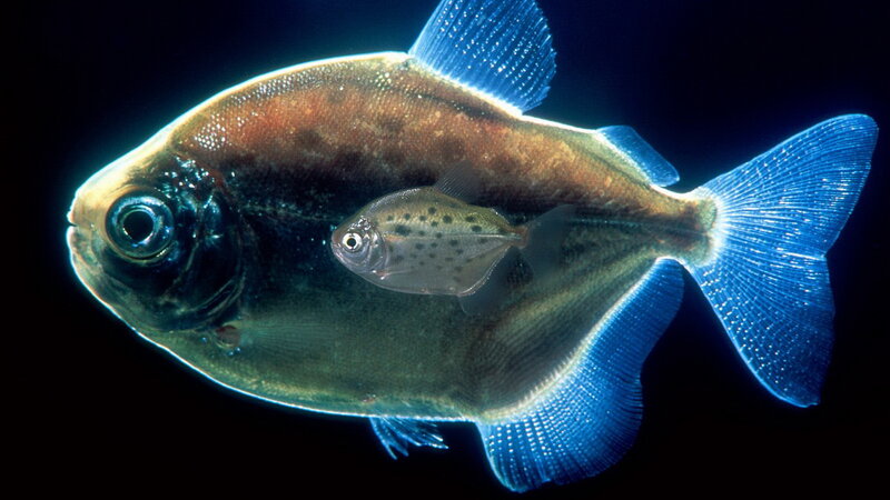 Two Fish Swimming — Blue, Dramatic