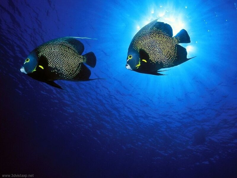 Two fish swimming in blue water