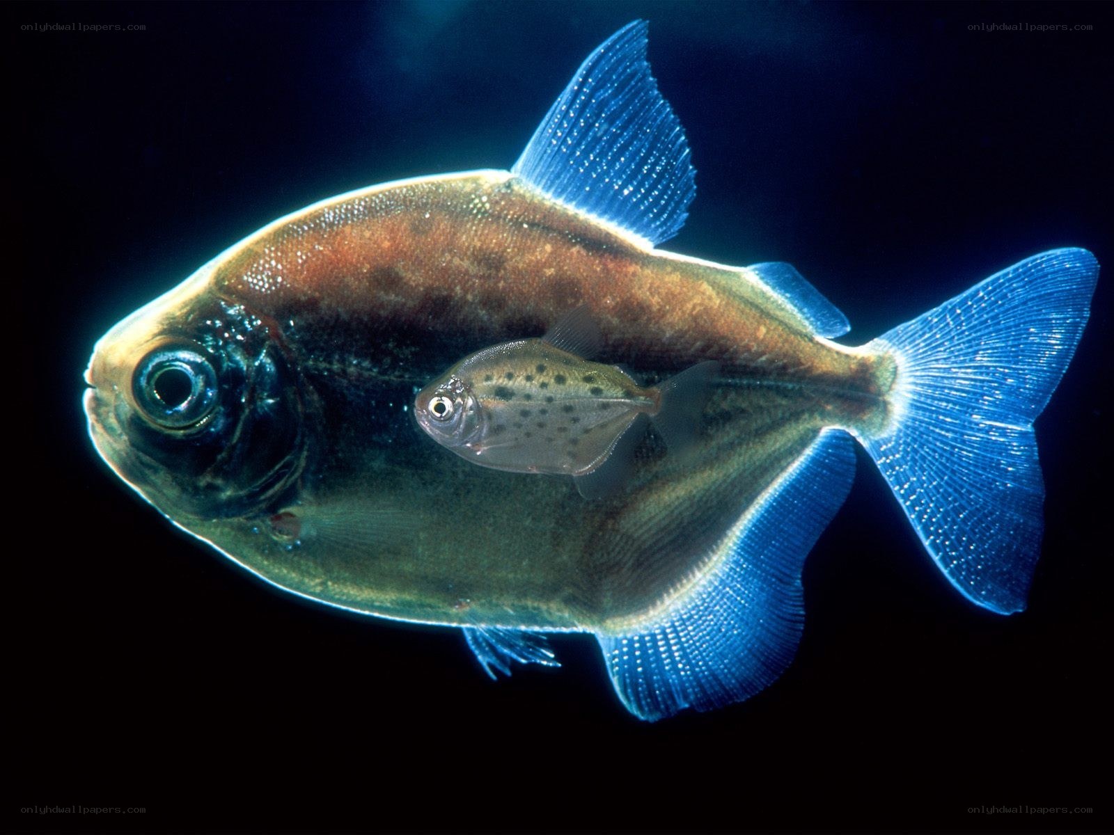 Two fish with blue fins