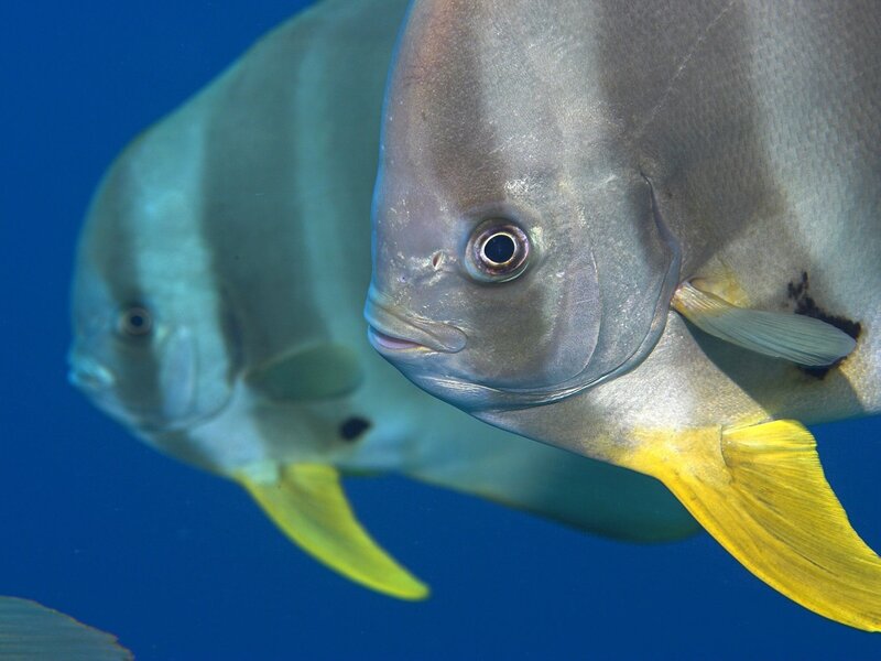 Two fish with yellow tails