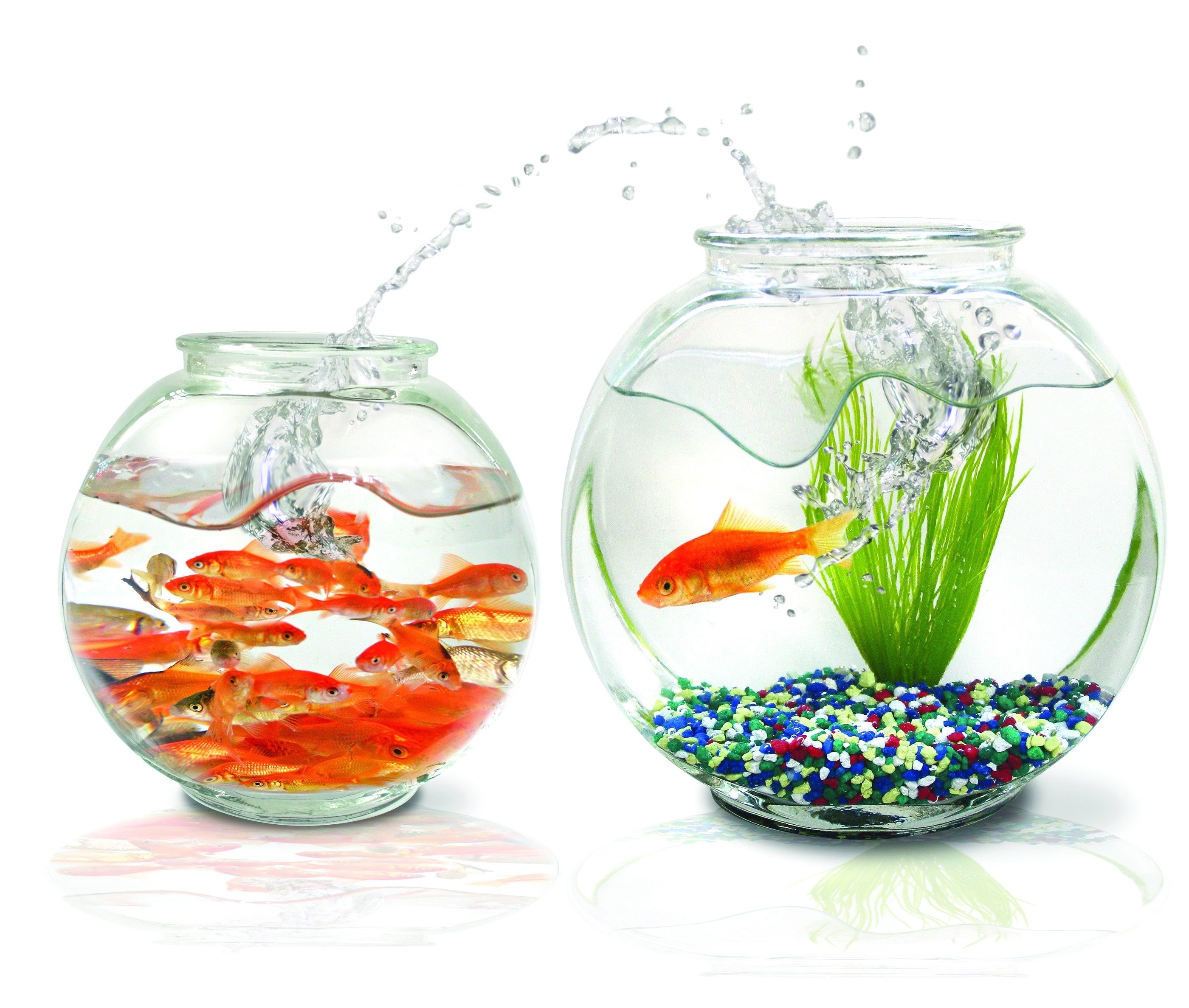 Two fishbowls with goldfish