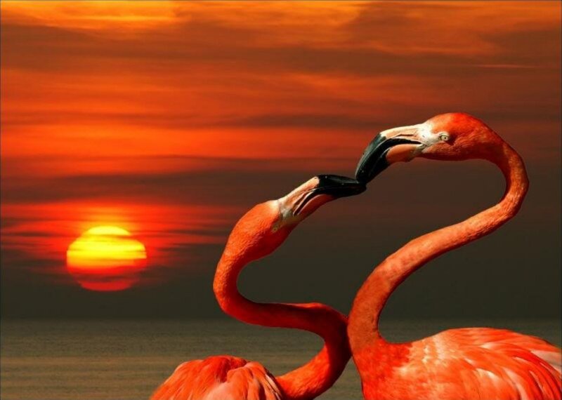 Two Flamingos at Sunset