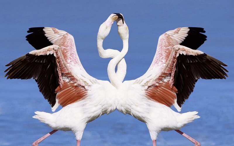 Two Flamingos Dancing