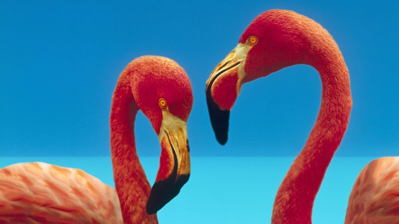 Two Flamingos Facing Each Other — Red, Calm, Photograph