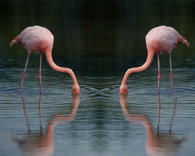 Two flamingos foraging in water