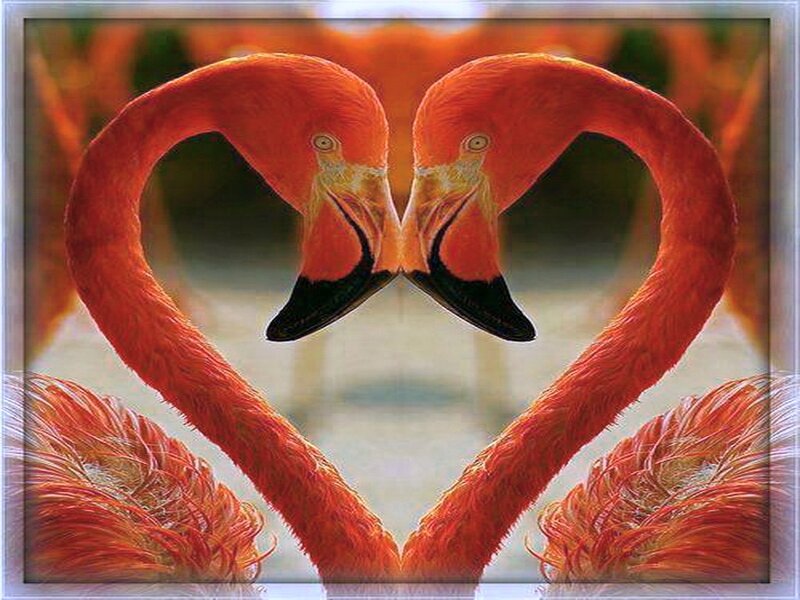 Two Flamingos Forming Heart — Orange