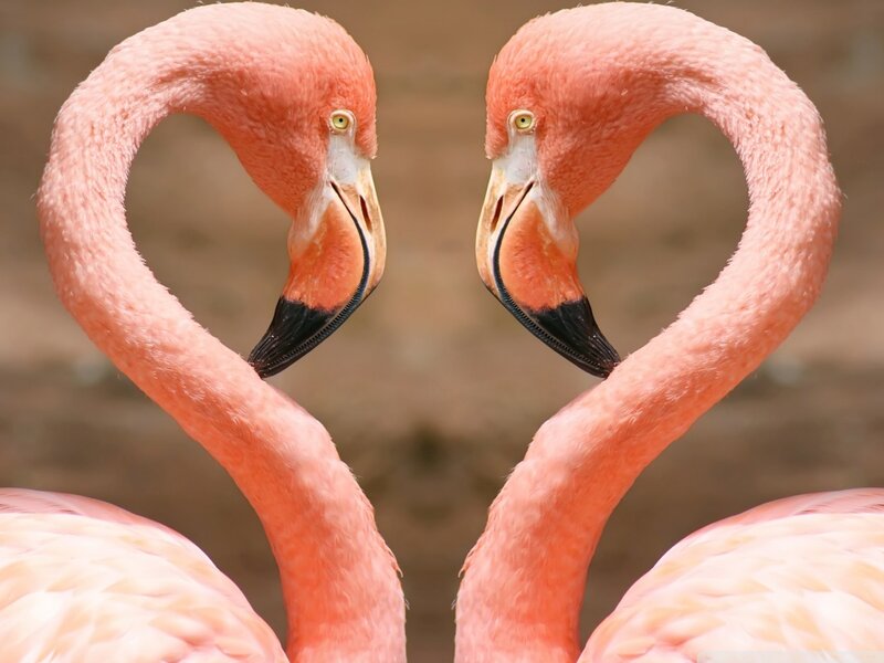Two Flamingos Forming Heart — Pink, Calm