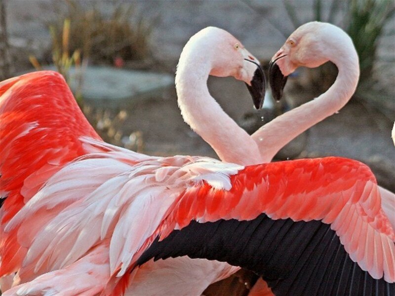 Two Flamingos Forming Heart — Pink, Serene