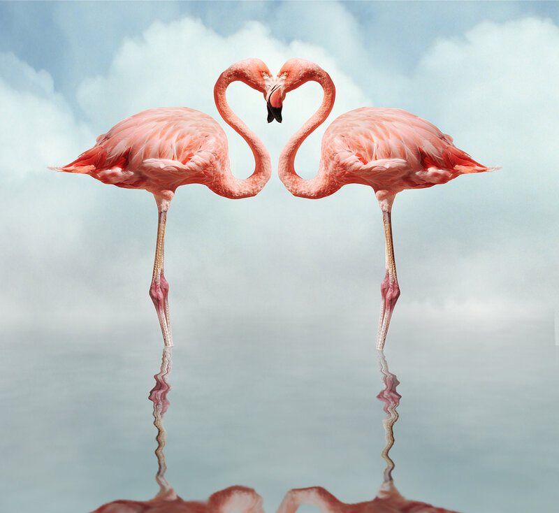 Two Flamingos Forming Heart — Pink