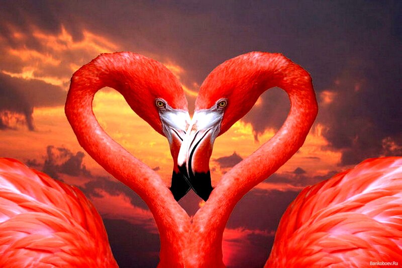 Two Flamingos Forming Heart — Red