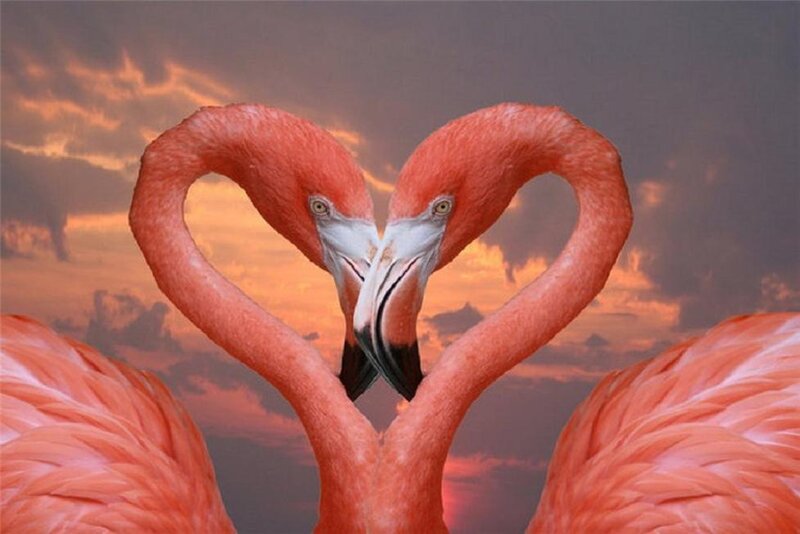 Two Flamingos Forming Heart