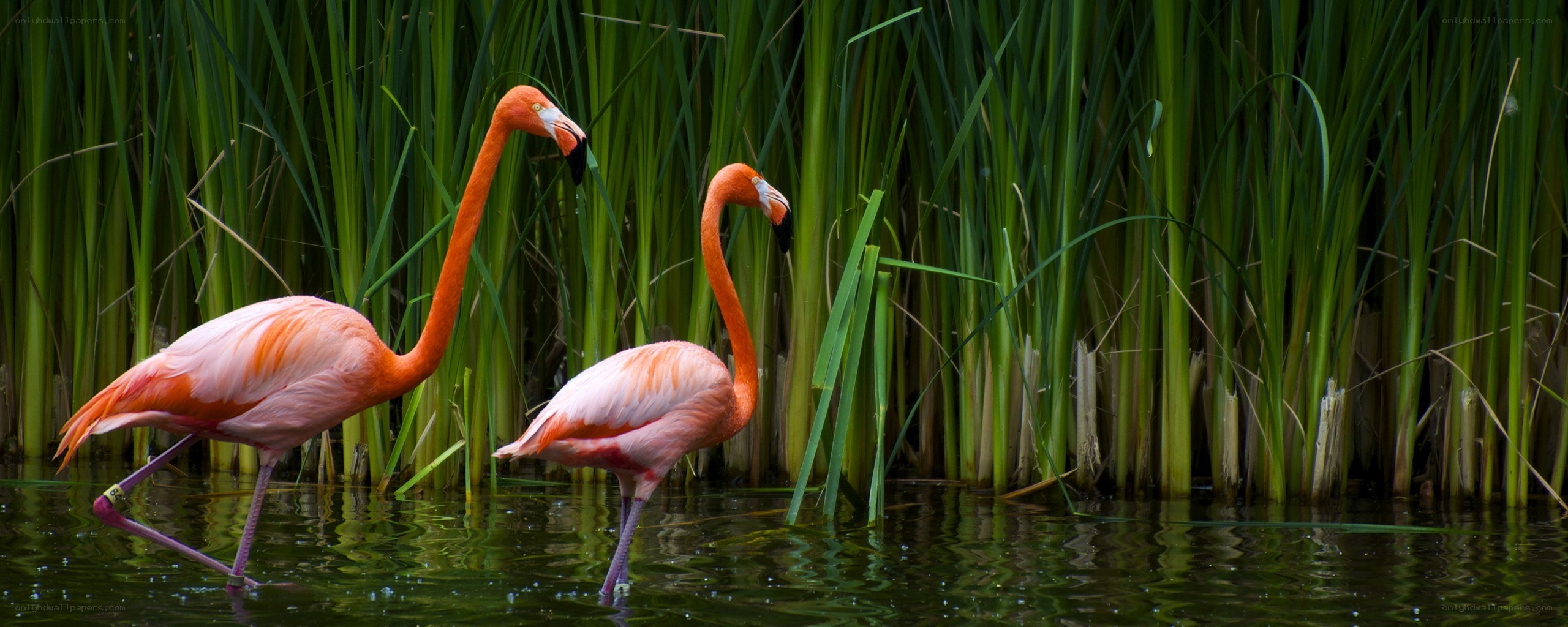 Two flamingos in a marsh