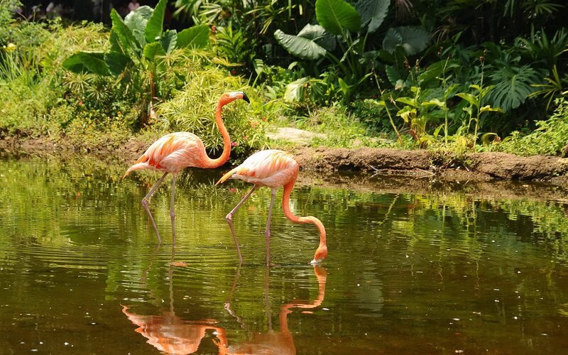 Two flamingos in a pond