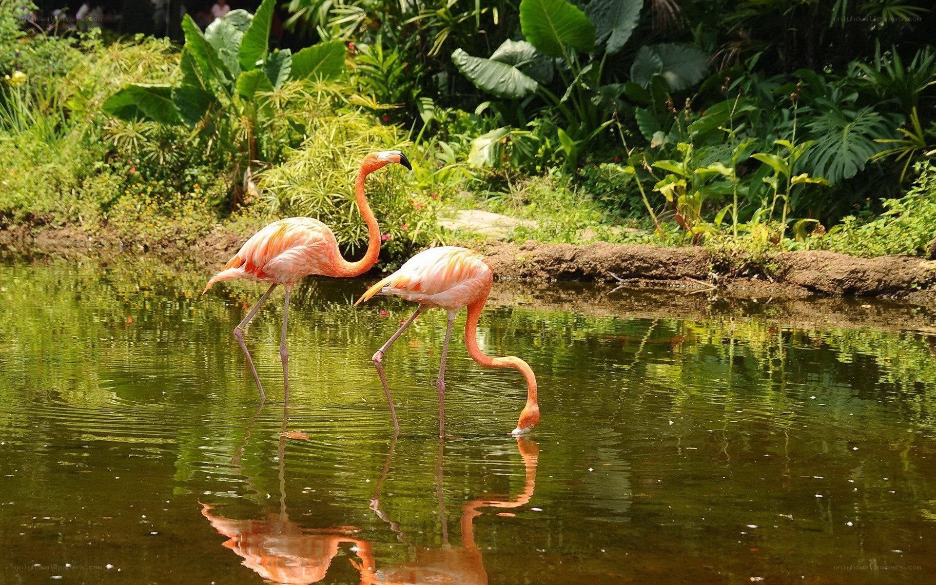 Two flamingos in a pond