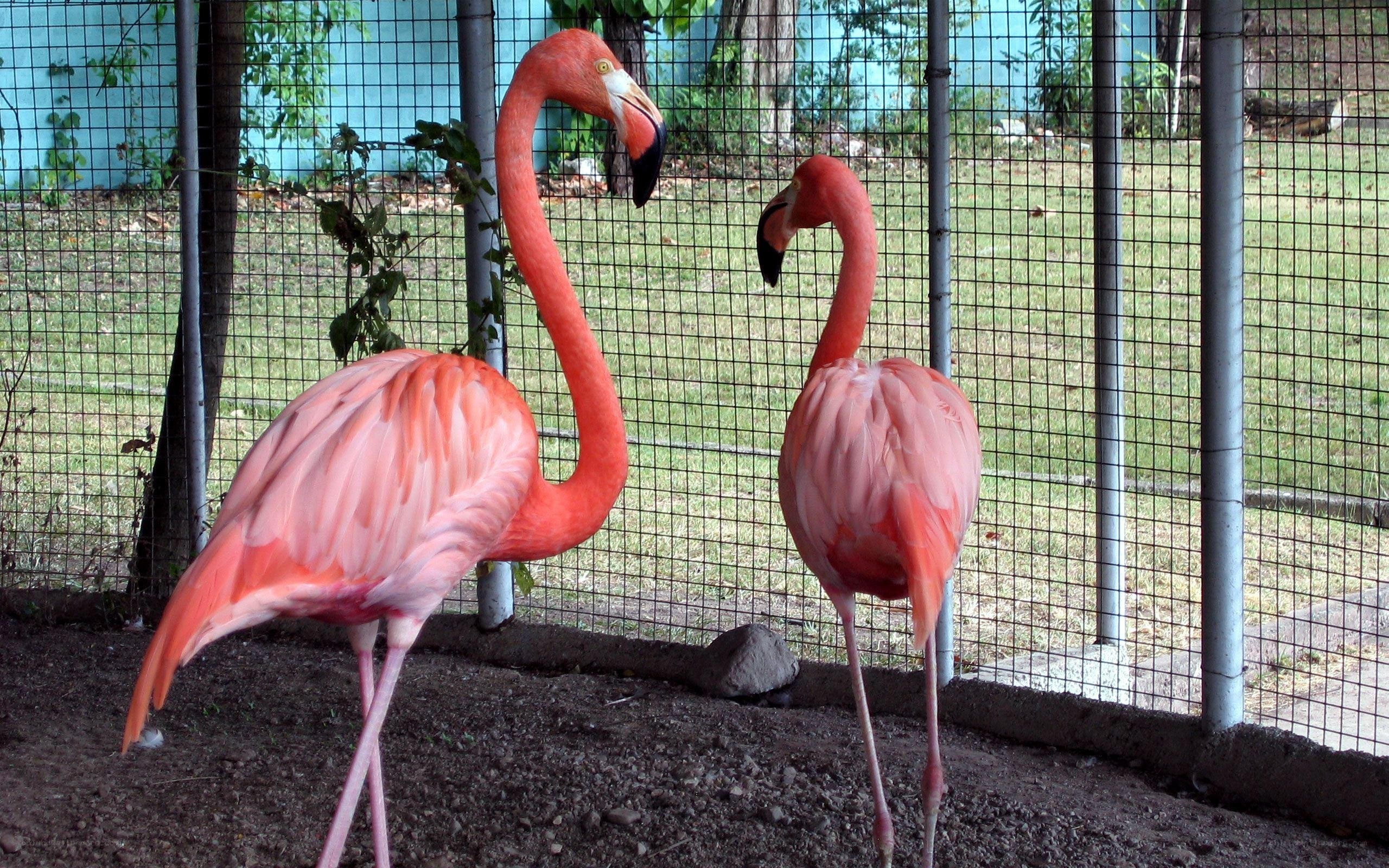 Two flamingos in an enclosure
