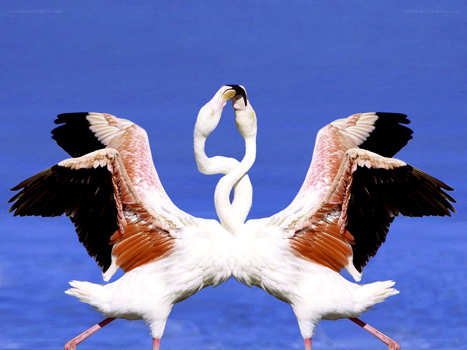 Two flamingos in courtship dance