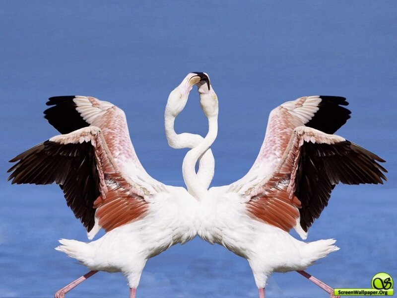 Two flamingos in courtship dance