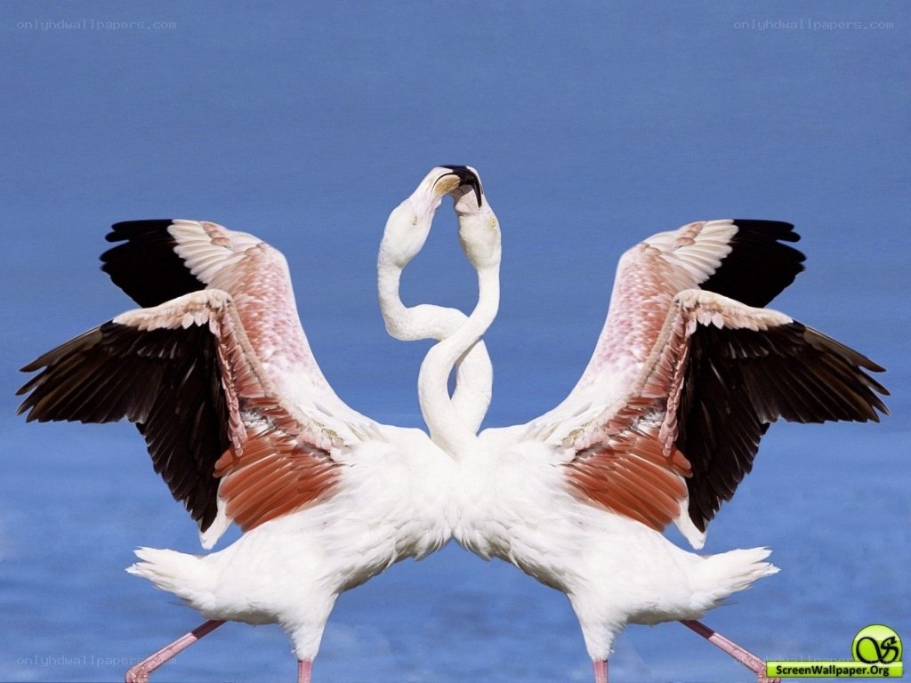 Two flamingos in courtship dance