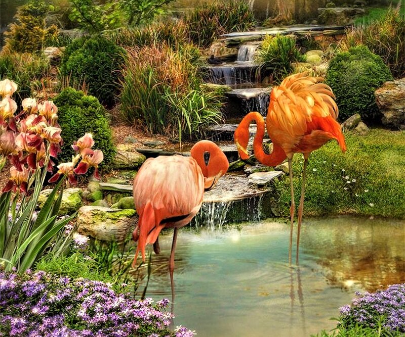 Two Flamingos in Garden