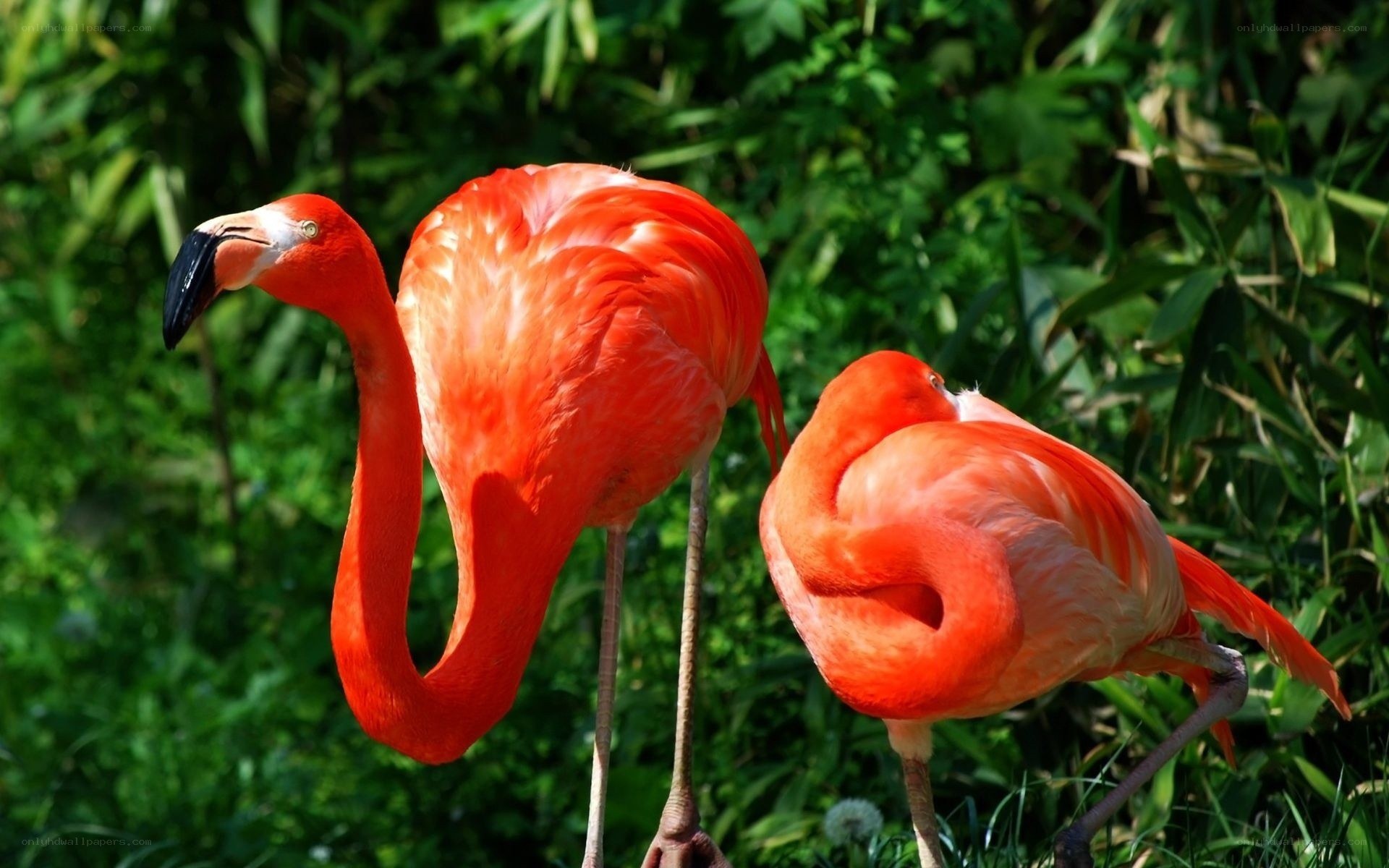Two flamingos in greenery