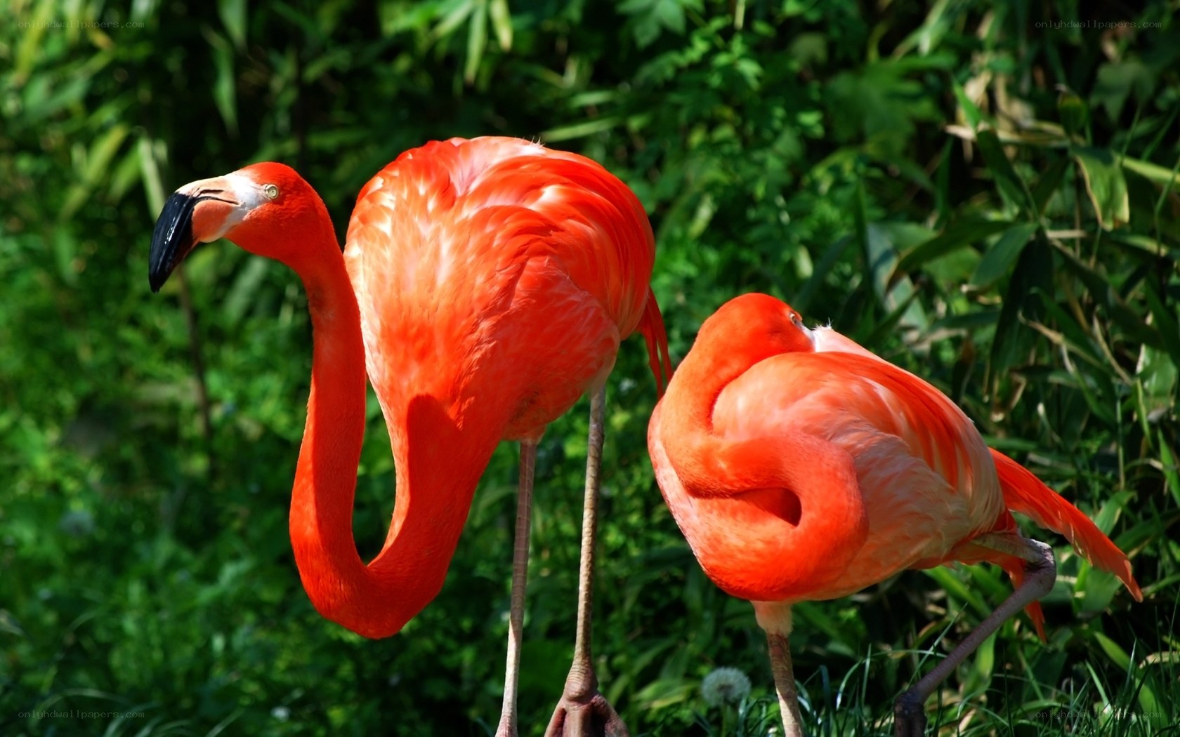Two flamingos in greenery