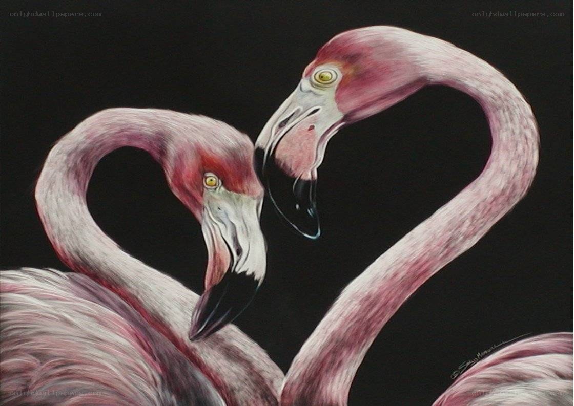 Two flamingos in heart shape