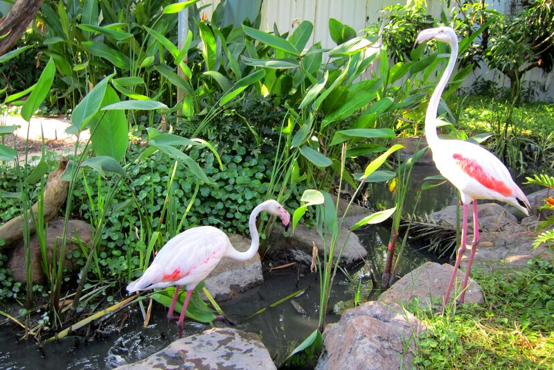 Two Flamingos in Pond