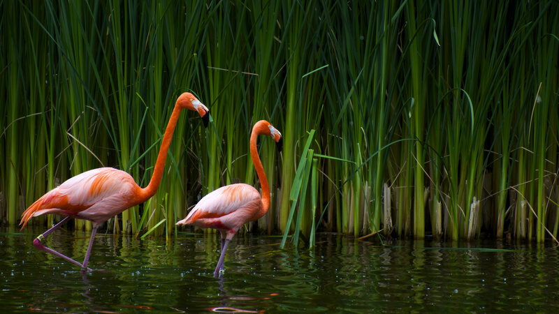 Two flamingos in reeds