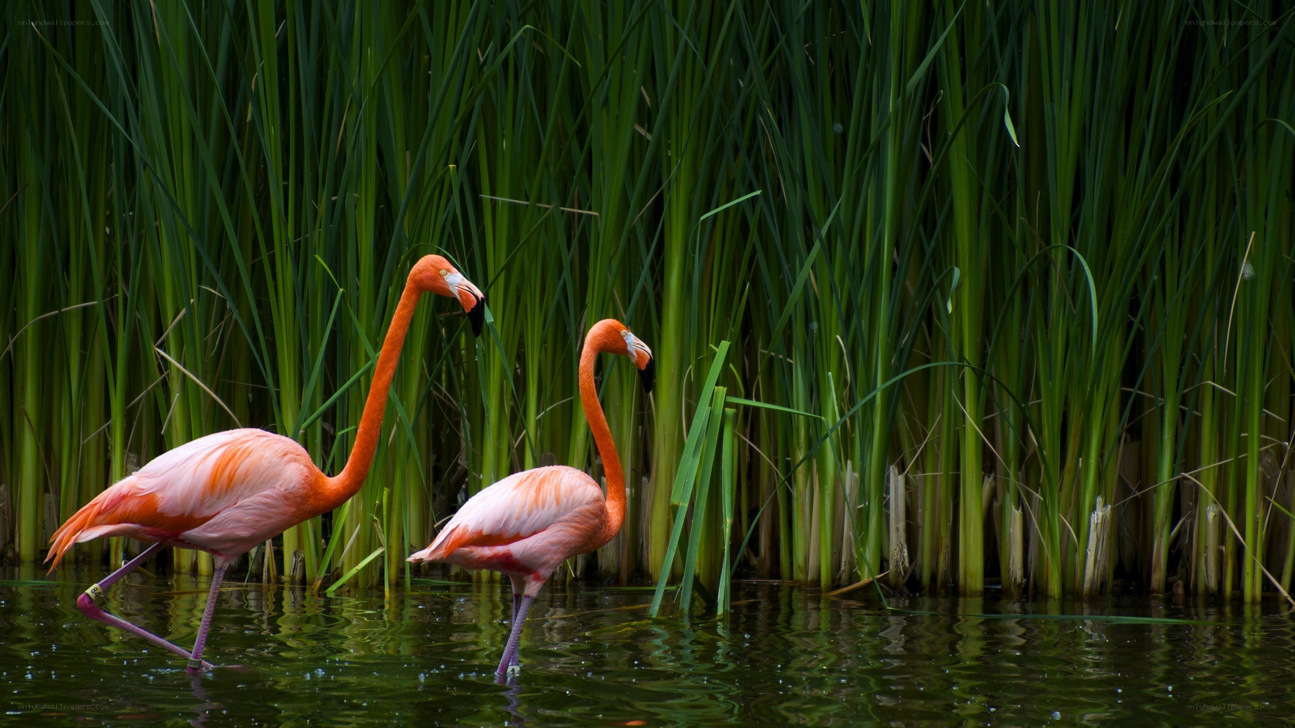 Two flamingos in reeds