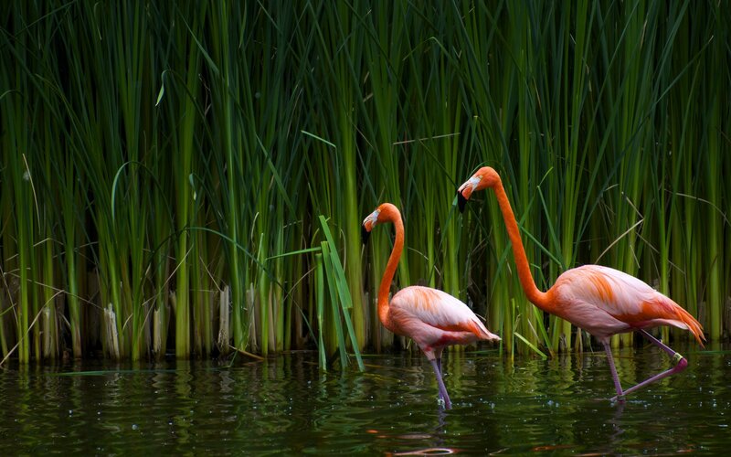 Two flamingos in reeds