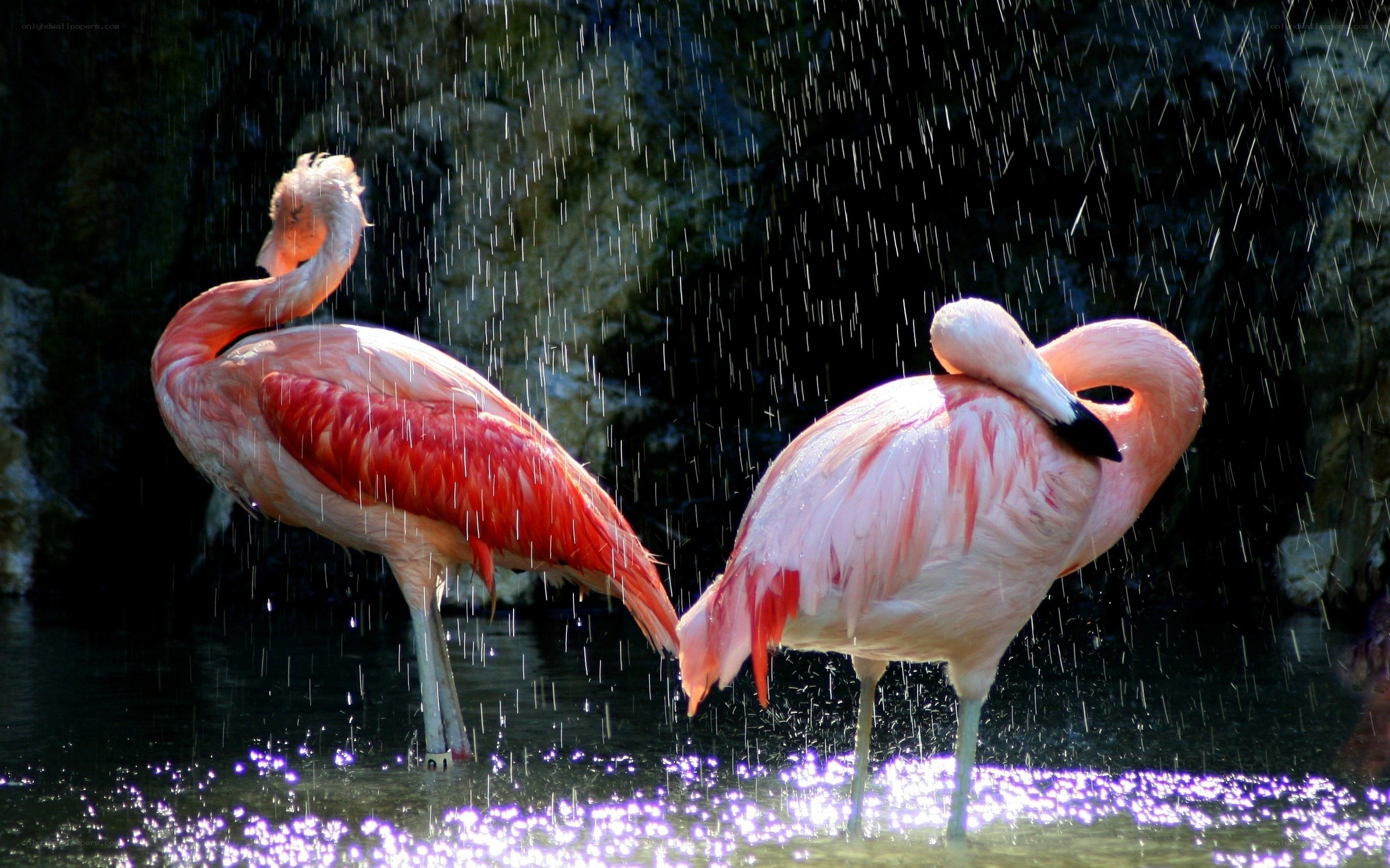 Two flamingos in the rain