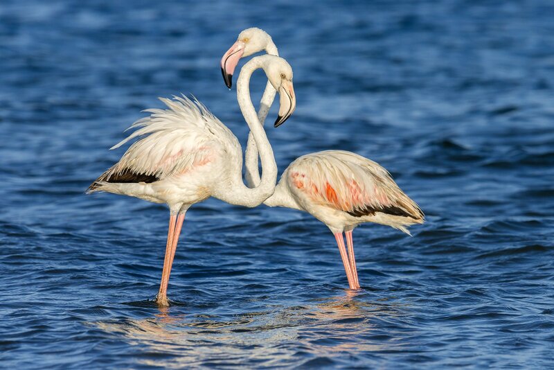 Two Flamingos in Water — Blue, Serene