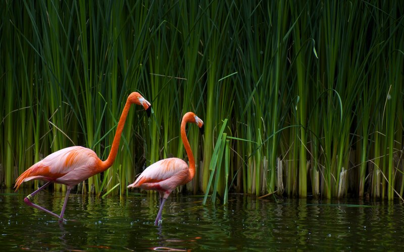 Two Flamingos in Water — Green, Serene