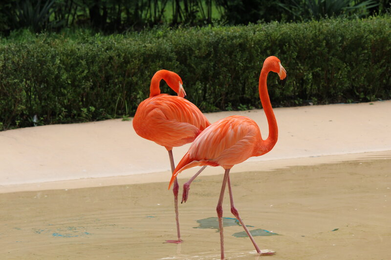 Two Flamingos in Water — Orange