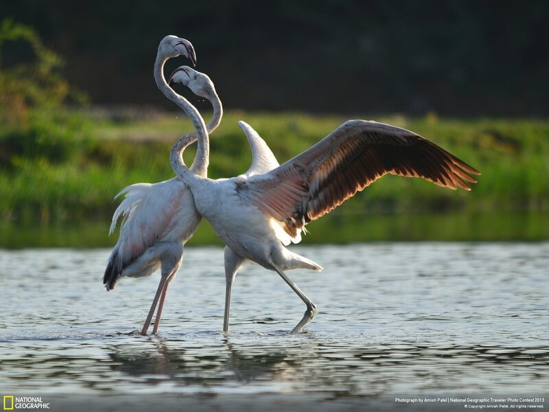 Two Flamingos in Water — Pink, Dramatic