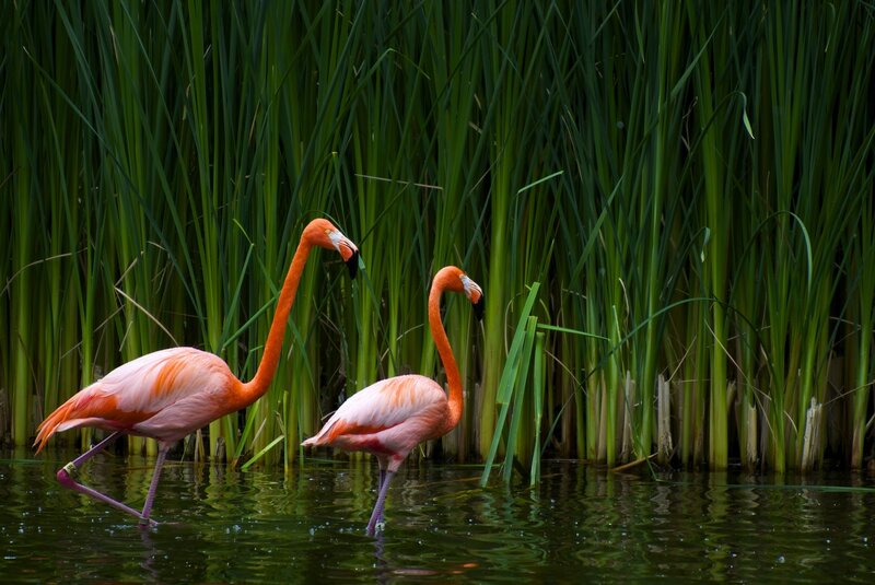 Two Flamingos in Water — Pink, Serene, Photograph