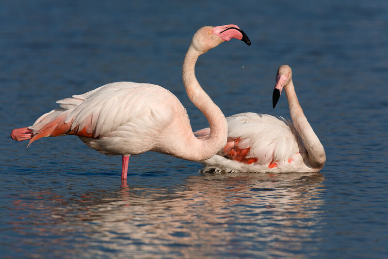 Two Flamingos in Water — Pink
