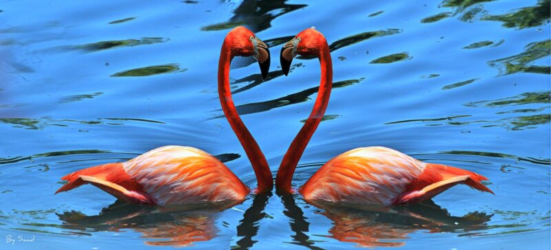 Two Flamingos in Water